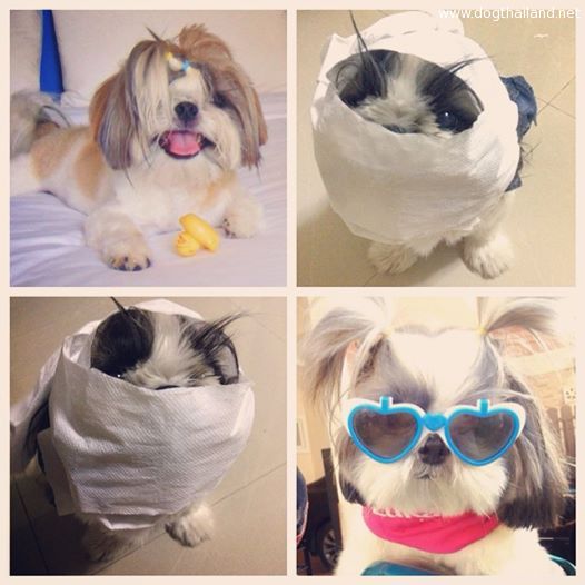 Before and After หมาชิสุห์ขี้เหร่ ทำศัลยกรรม กลายเป็นหมาชิสุห์น่ารัก อุ๊ตะ