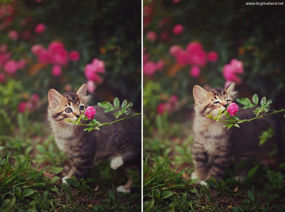 Beautiful Smell  แมวน่ารัก ดม ดอกไม้ สวย น่ารักมากๆ