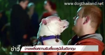 วางเพลิงสถานรับเลี้ยงสุนัขในอังกฤษ สุนัขถูกคลอกตายกว่า 60 ตัว น่าสงสาร มีคลิป