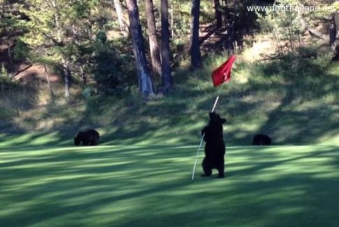 คลิปน่ารัก ลูกหมีโหนเสาสนามกอล์ฟ สนุกเค้าเลยแหละ