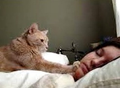 คลิปแอบถ่าย เมื่อเจ้าแมว พยายามปลุกเจ้านาย ให้ตื่น น่ารักอะ