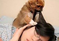 คลิปแอบถ่าย น้องหมา สุนัขตัวป่วน พยายามจะปลุกเจ้านายให้ตื่น ฮาฮา