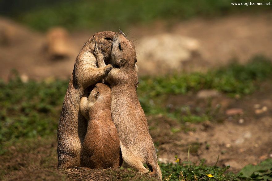 cute-kissing-animals-love-4__880.jpg