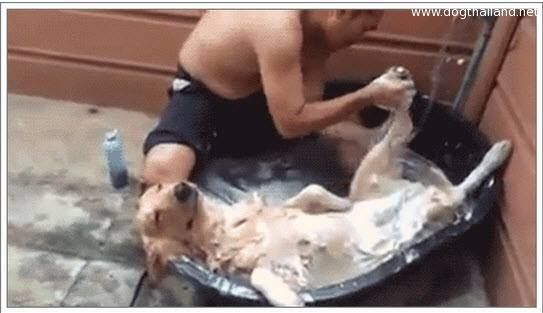 Dog SPA คลิปหมาไทยดังไปทั่วโลก หน้าอย่างฟิน เว่อร์ คนแห่ชมกว่า 3 ล้านแล้ว