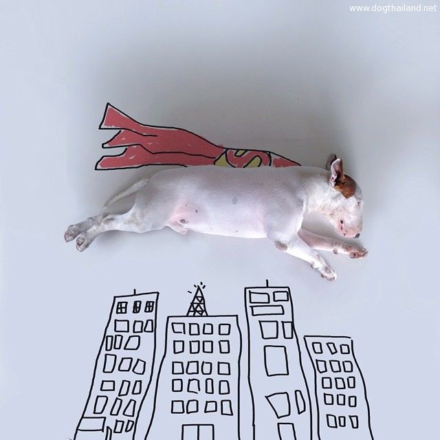 jimmy-choo-bull-terrier-illustrations-rafael-mantesso-2.jpg