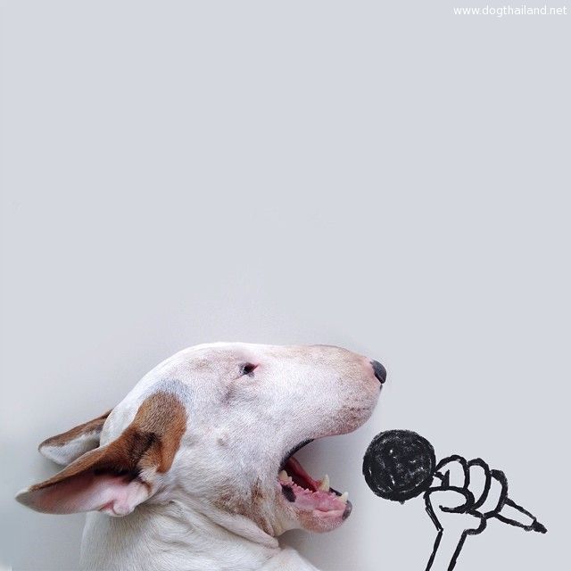 jimmy-choo-bull-terrier-illustrations-rafael-mantesso-1.jpg