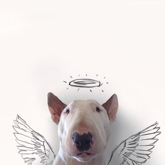 jimmy-choo-bull-terrier-illustrations-rafael-mantesso-7.jpg