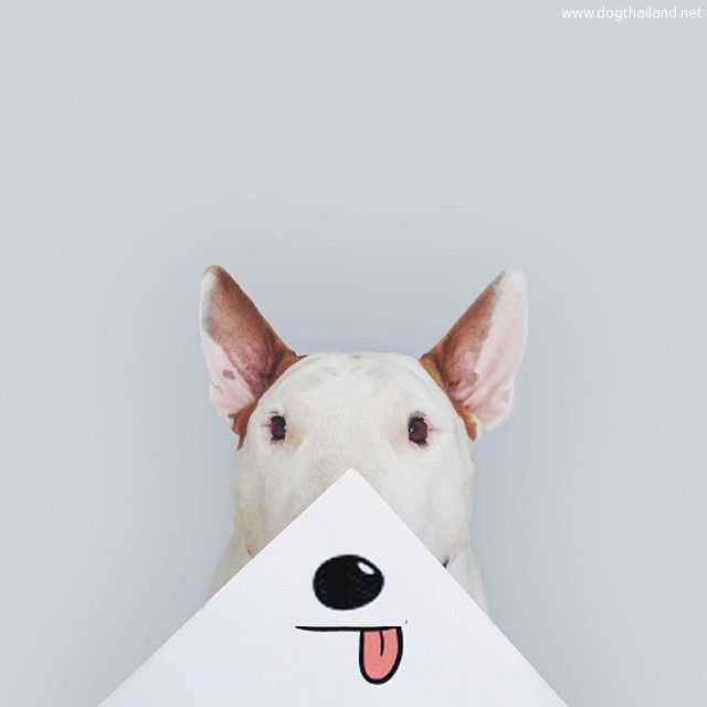jimmy-choo-bull-terrier-illustrations-rafael-mantesso-6.jpg