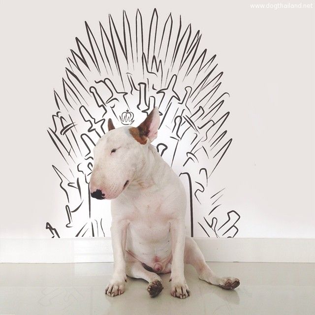 jimmy-choo-bull-terrier-illustrations-rafael-mantesso-11.jpg