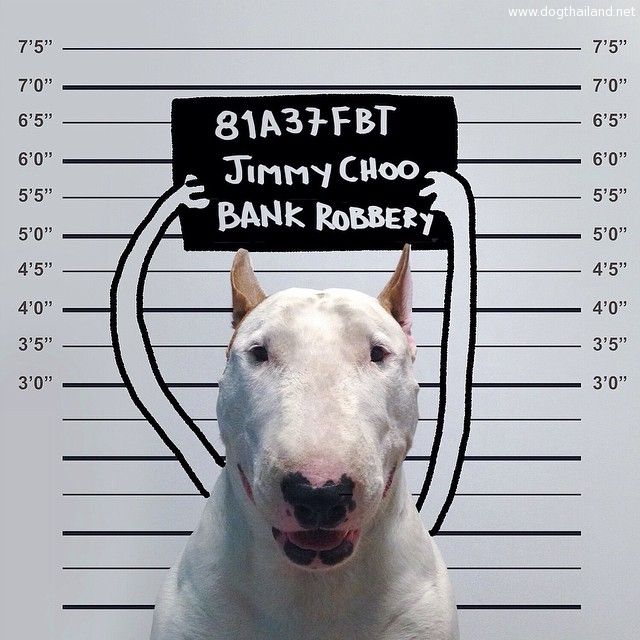 jimmy-choo-bull-terrier-illustrations-rafael-mantesso-4.jpg
