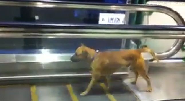 คลิปน้องหมา BTS  เดินบนบันไดเลื่อน เหมือนออกกำลังกาย น่ารักมากๆ