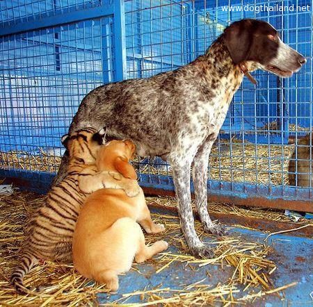 มิตรภาพ .. ต่างสายพันธ์ น้องหมา เสือ แม่หมา น่ารักมากๆ