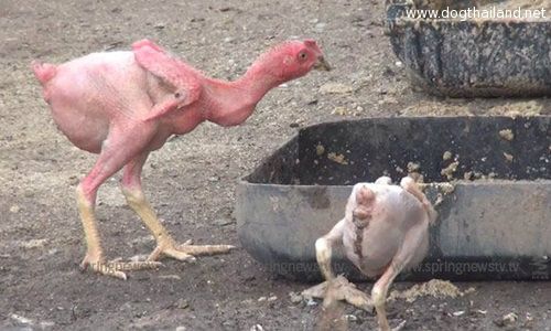 ไก่ไร้ขน! ตัวชมพู มีแต่เนื้อหนังหุ้มกระดูก พร้อมต้มกินได้เลย ที่จังหวัด น่าน อุต๊ะ มีคลิป