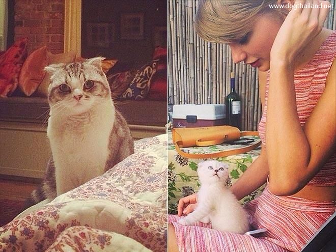 สัตว์เลี้ยงดารา Taylor Swift กับน้องแมว ดูสิน่ารักแค่ไหน สวยแล้วยังรักสัตว์ด้วยเมี๊ยว