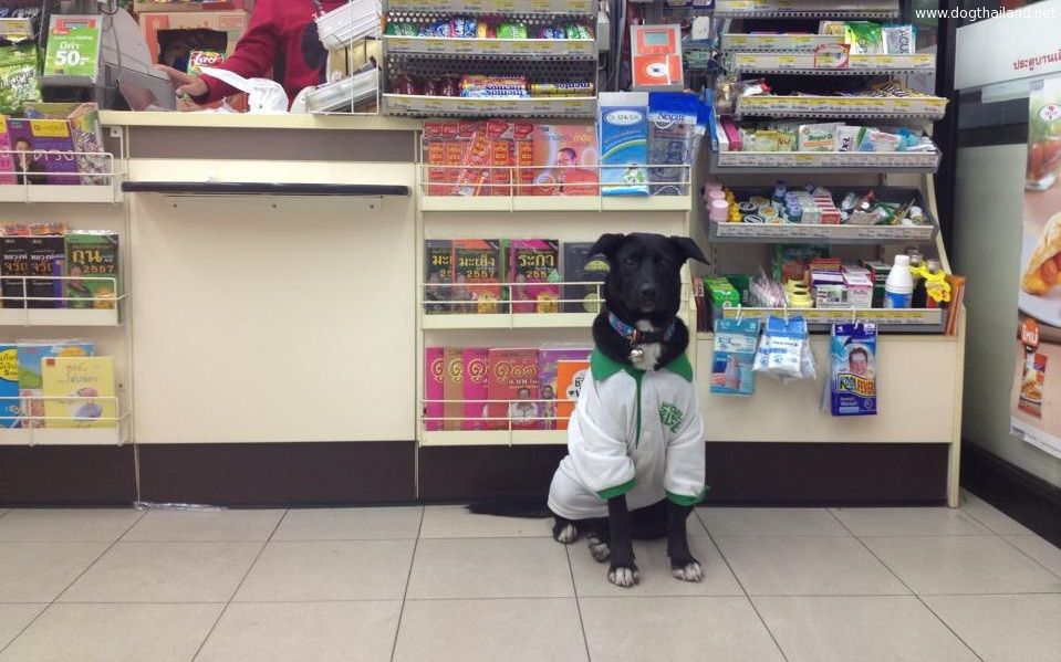 หมาหน้าเซเว่น รวมภาพหมาน่ารักๆ ก็ลมมันเย็นอะ รับขนมจีบ ซาลาเปาเพิ่มไหมคร๊ะ