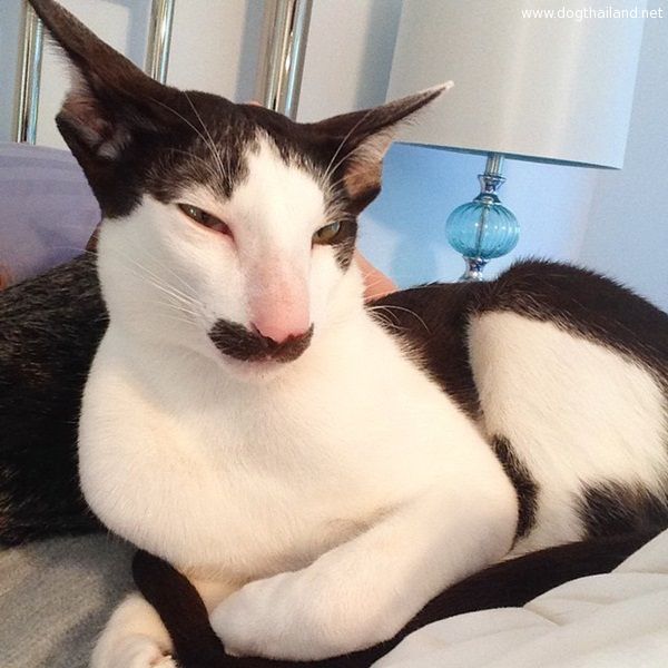 เจ้าสทาคช์ (Stache)  แมวหน้าหนวด แมวน่ารักๆ  ที่กำลังฮอตในโลกโซเซียล