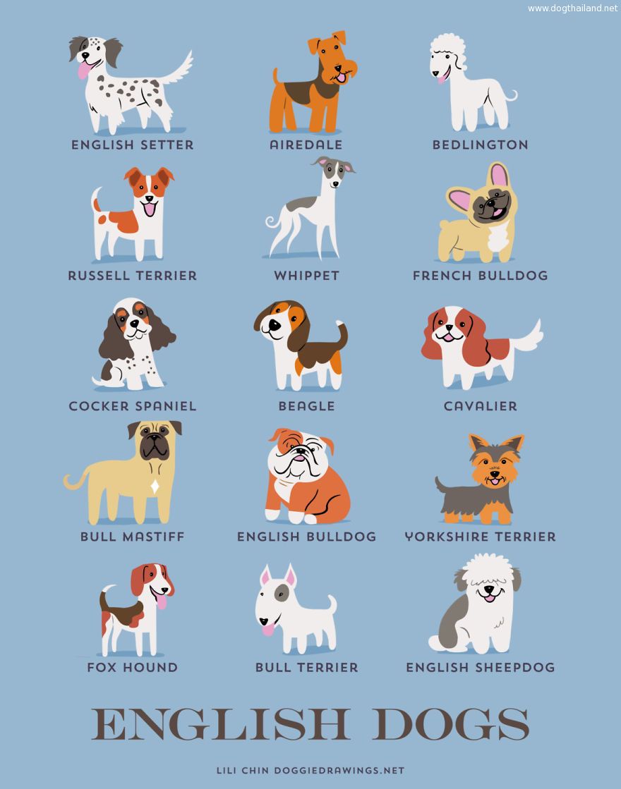Dogs-Of-The-World-Cute-Poster-Series-Shows-The-Geographic-Origin-Of-Dog-Breeds5__880.jpg
