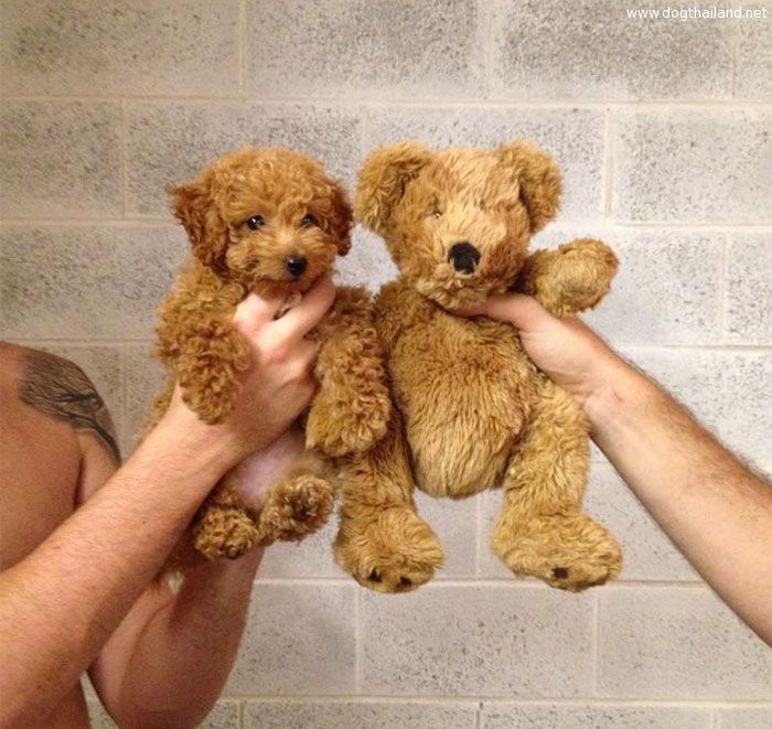 เหมือนกันโดยบังเอิญแต่เป๊ะ Dogs That Look Like Something Else