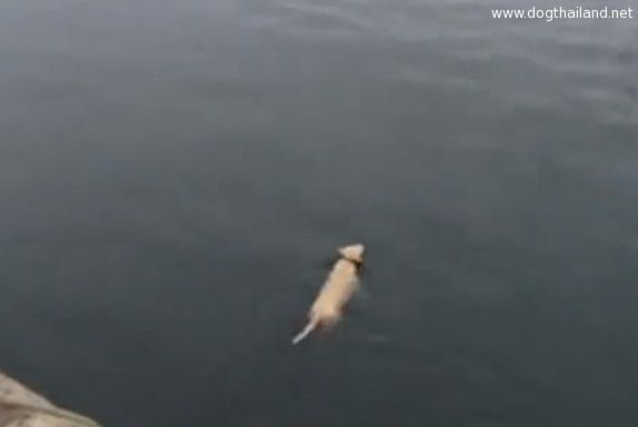 น้องหมา ลงทะเลว่ายน้ำไปหาเพื่อนทุกวัน เพื่อนก็คือ ... น่ารักมากๆ