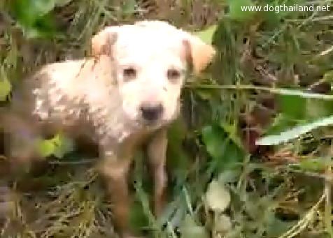 สุดยอดคุณป้า ช่วยลูกหมาได้ทุลักทุเล มอมแมมทั้งคู่ น่าประทับใจมากๆ