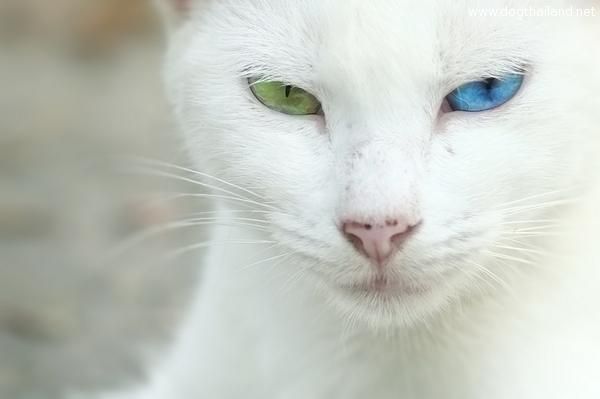 แมวตาสองสี สีฟ้าคราม เขียวมรกต อยากได้สักตัวไหม สวยจริงๆ