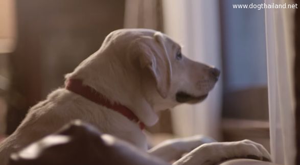 “Friends Are Waiting” โฆษณา เจ้านายเมาไม่ขับ ดูแล้วคนรักสัตว์ ถึงกับน้ำตาคลอ เมาไม่ขับกันดีกว่านะ