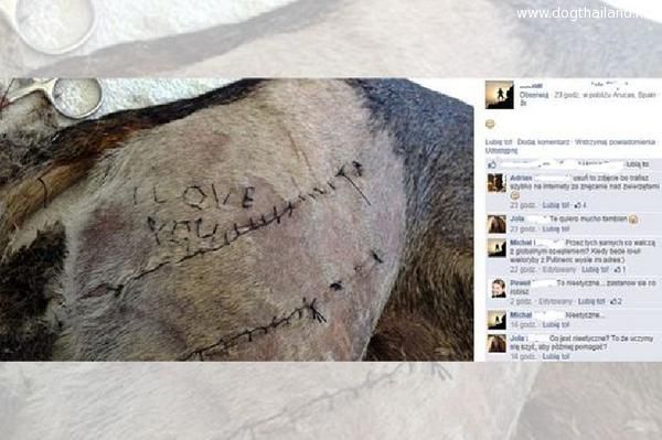 เลว นศ."สัตวแพทย์"โปแลนด์ พิเรนท์ สารภาพรักสาว"ผ่านสุนัข" มหาวิทยาลัยจ่อไล่ออก