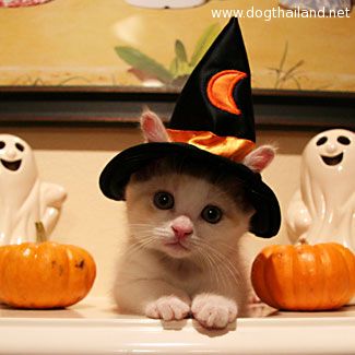 Halloween Pet Costume Photo Contest แฟชั่น ชุดฮาโลวีน สำหรับสัตว์เลี้ยงตัวโปรด