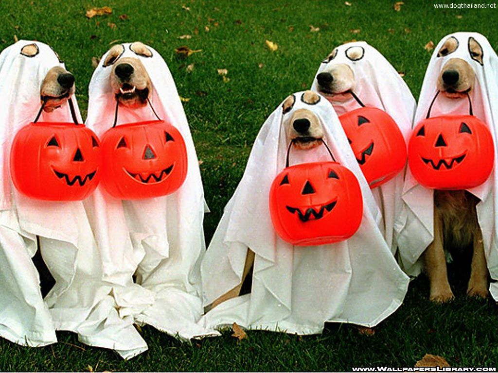 halloween-pets.jpg
