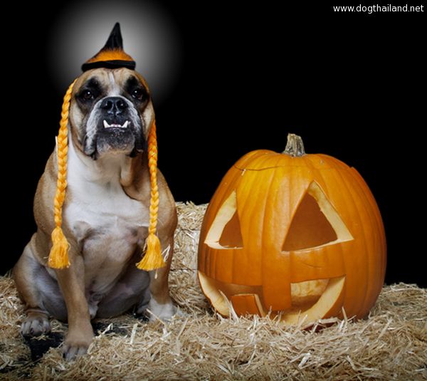 halloween-hazards-dog-hat.jpg