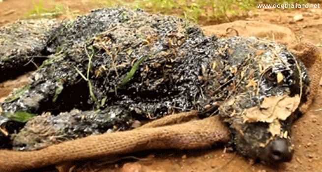 สุนัข พลาดตกลงไปในยางมะตอย คนใจดีช่วยจนรอดชีวิต ที่อินเดีย