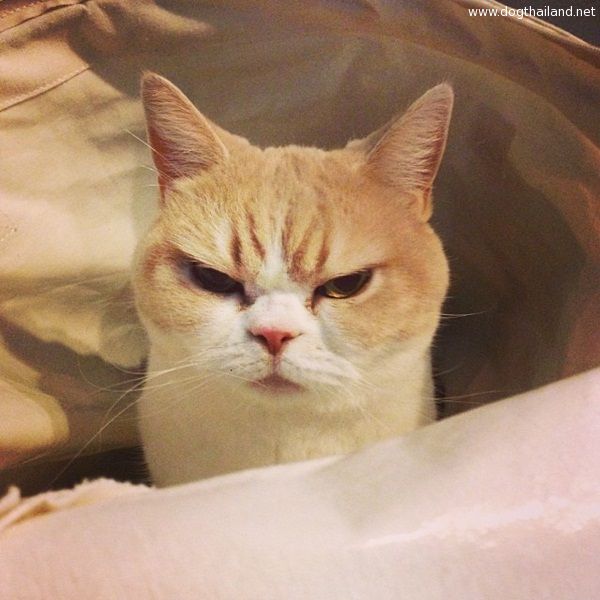 โคยูกิจัง แมวหน้าบึ้ง หน้าบูดไปไหน ใครเห็นก็เอ็นดู จากญี่ปุ่น