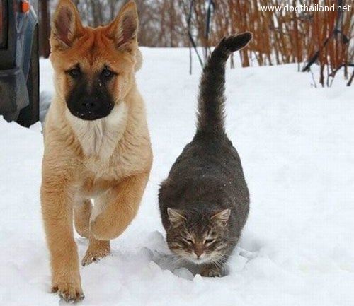 Friends... dog and cat รูปสุนัข แมว เพื่อนรักกัน