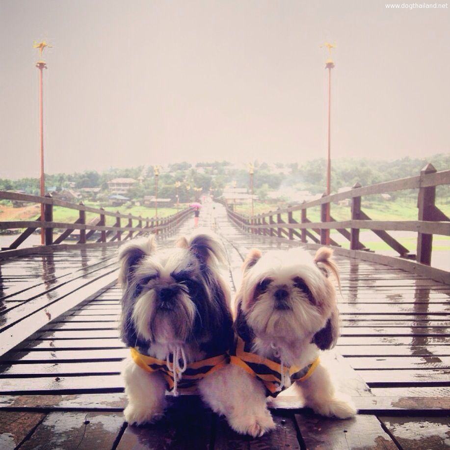 อัปเดต 2569! ที่พักสัตว์เลี้ยงพักได้ สังขละบุรี กาญจนบุรี (หมาใหญ่) ใกล้สะพานมอญ ชมเมืองบาดาล