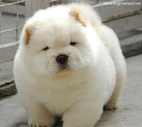 ภาพลูกหมาอ้วนๆ รูปสุนัข น่ารักๆ อ้วนปุ๊ก น่ากอด คัดสวยๆ ระดับ 5 ดาว สำหรับคนรักสัตว์เลี้ยง