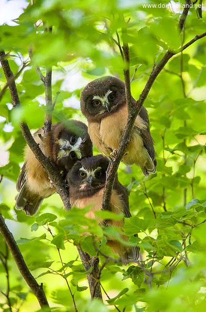 Triplets Owls! So Cute น่ารักมาก นกฮูกแฝดสาม