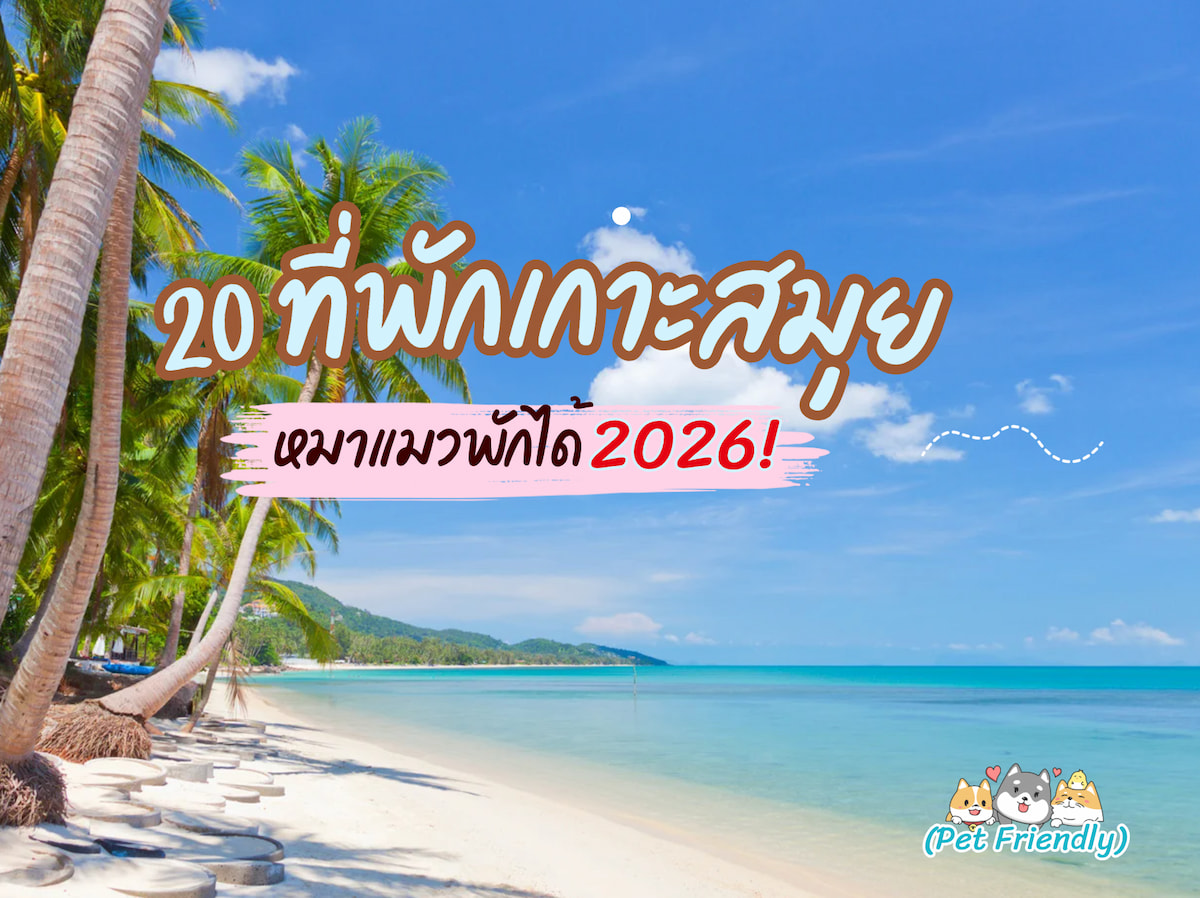 20 ที่พักเกาะสมุยติดทะเล หมาพักได้–แมวพักได้ | รวมรีสอร์ท Pet Friendly อัปเดตปี 2026