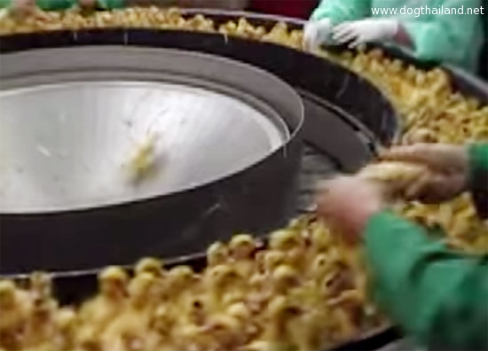 คลิปแฉโรงงานคัดลูกเป็ดตัวเป็นๆ ไปบดทำอาหารแมว โหดร้าย