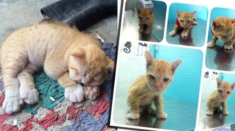 อุทาหรณ์! เลี้ยงแมว อย่าให้กินพาราเซตามอน หรือยาแก้ปวดของคน