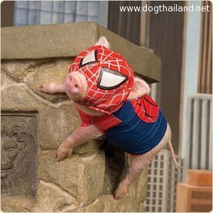 หมูน่ารัก แปลงร่าง เป็น spider pig อู๊ดๆ  Animals Dressed