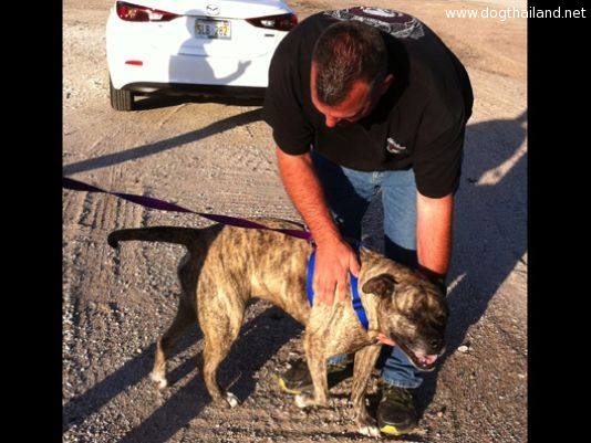 คนขับรถบรรทุกใจดี พาหมาหลงกลับคืนเจ้าของ 2,220 กิโลเมตร