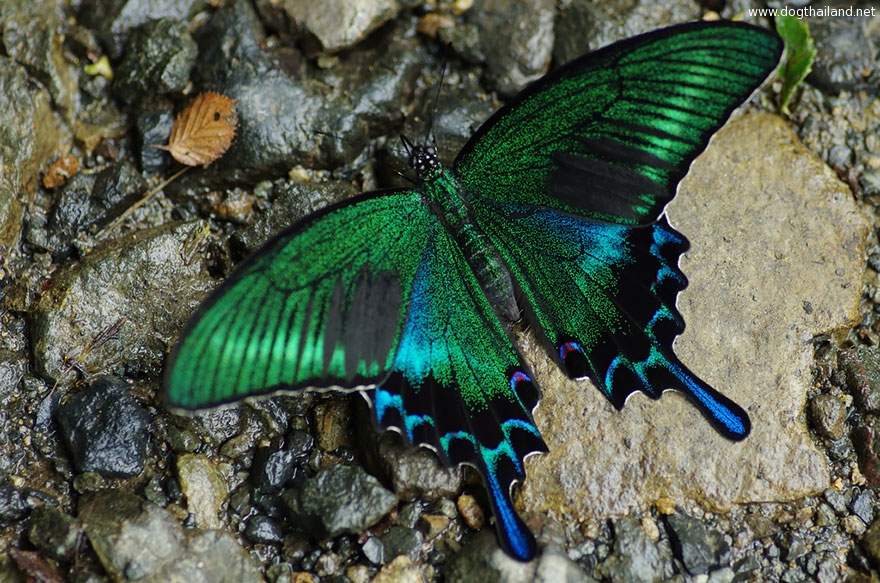 caterpillar-moth-butterfly-before-after-metamorphosis-5-2.jpg