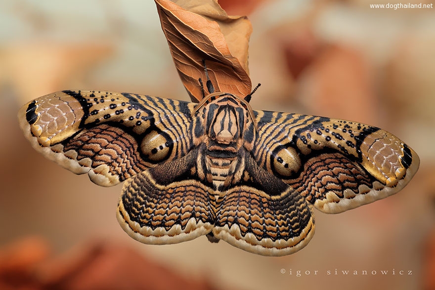 caterpillar-moth-butterfly-before-after-metamorphosis-1-2.jpg