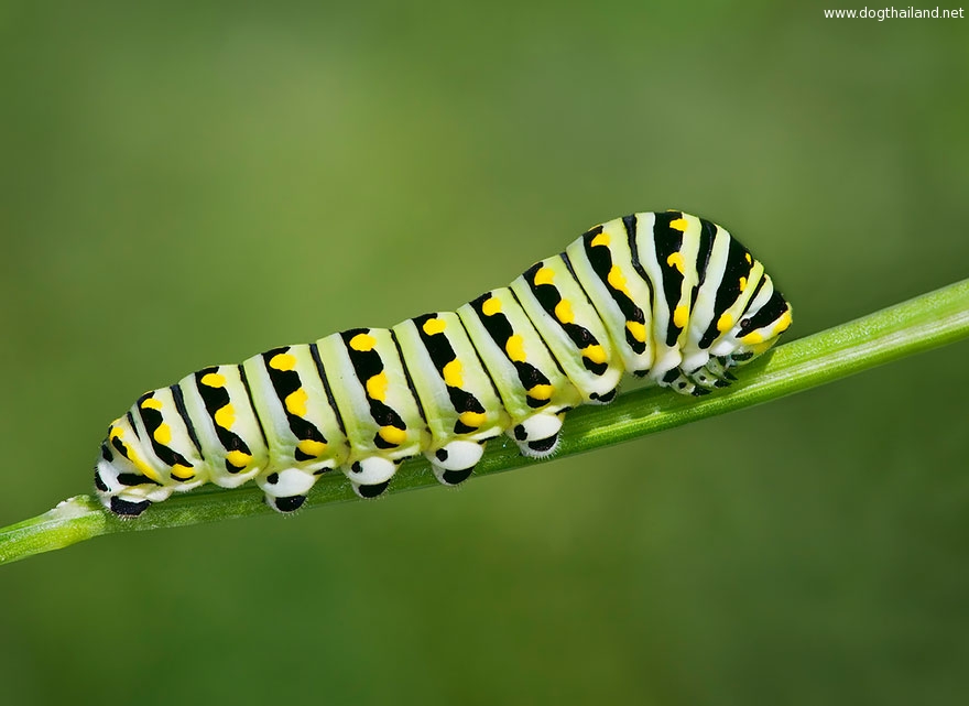 caterpillar-moth-butterfly-before-after-metamorphosis-5-1.jpg