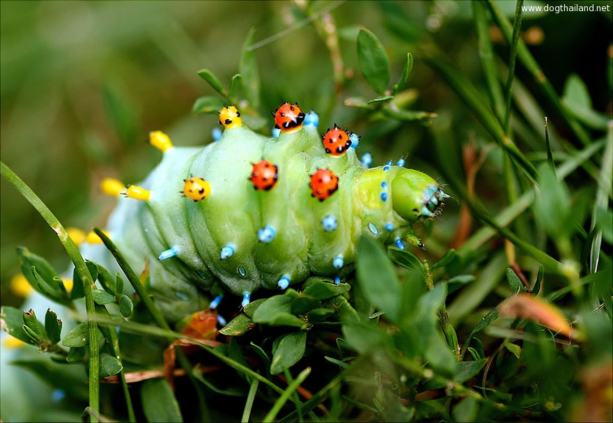 caterpillar-moth-butterfly-before-after-metamorphosis-6-1.jpg