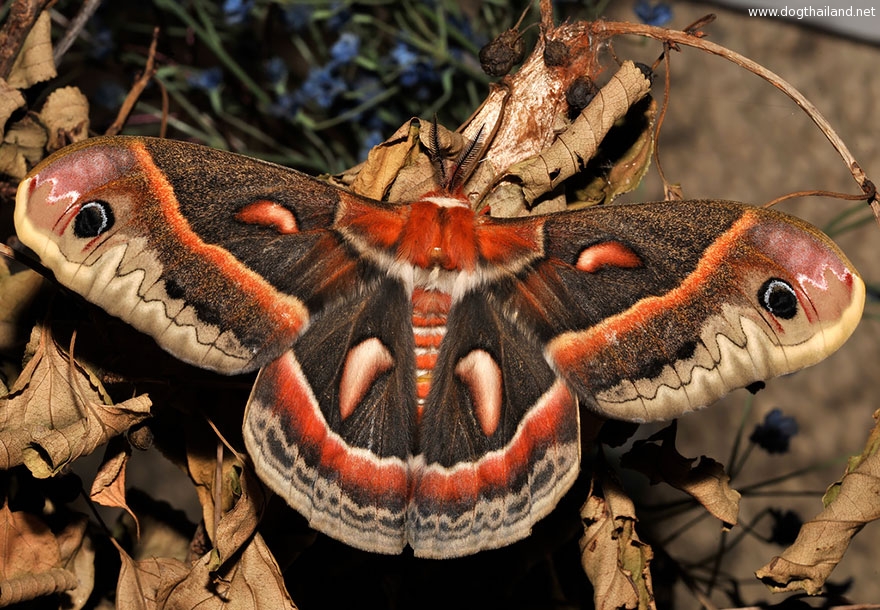 caterpillar-moth-butterfly-before-after-metamorphosis-6-2.jpg