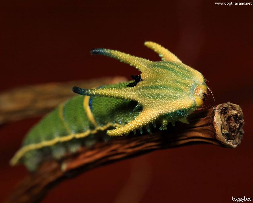 caterpillar-moth-butterfly-before-after-metamorphosis-18-1.jpg