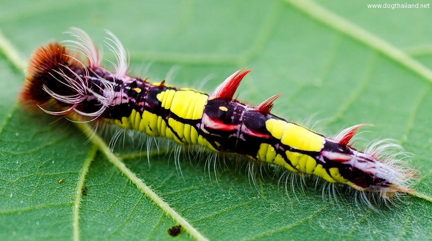 caterpillar-moth-butterfly-before-after-metamorphosis-19-1.jpg