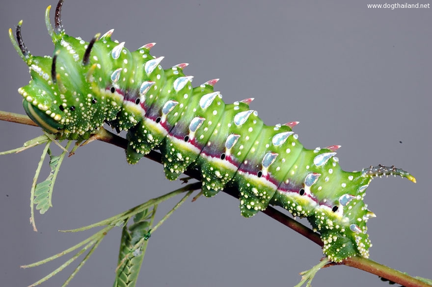 caterpillar-moth-butterfly-before-after-metamorphosis-13-1.jpg