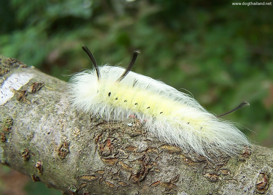 caterpillar-moth-butterfly-before-after-metamorphosis-15-1.jpg